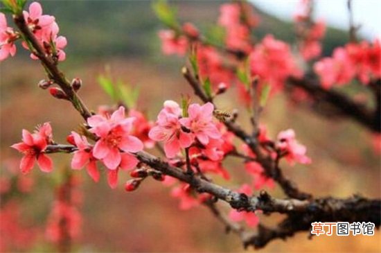 【虫害】桃花的虫害防治大全，盘点常见的四大虫害