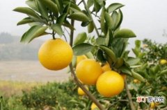 【季节】柚子的季节，秋季水果/9～12月份成熟