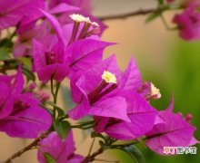 【花】叶子花的养殖方法:喜温暖湿润气候