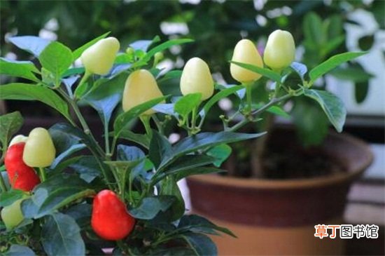【养殖方法】五彩椒的阳台养殖方法，春季修剪夏季防晒