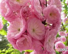 【梅花】榆叶梅花期：花期为3-4月，可观赏期为10天左右
