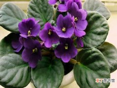 【种类】紫罗兰有哪些特性与种类