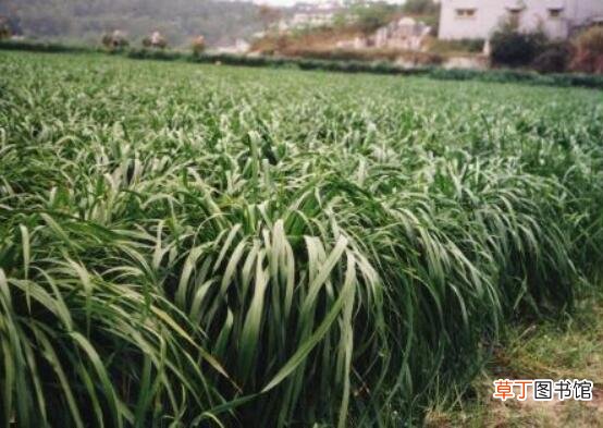 【种植方法】黑麦草种植方法，4个步骤让你的黑麦草长势旺盛