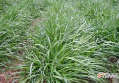 【种植方法】黑麦草种植方法，4个步骤让你的黑麦草长势旺盛