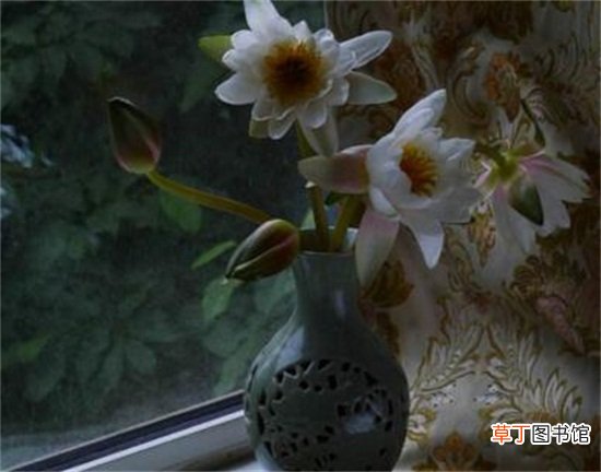 【插花】睡莲插花瓶里怎么养，4个步骤插入花瓶养殖方法
