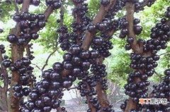 【葡萄】树葡萄的功效与作用，补血益气还可抵抗衰老