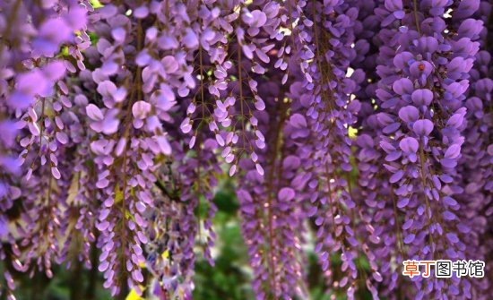【吃】紫藤花能吃吗：可以吃，有解毒、止吐泻和消肿之功效