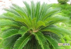 【植物】苏铁是什么植物：属裸子植物，是世界上最古老的种子植物