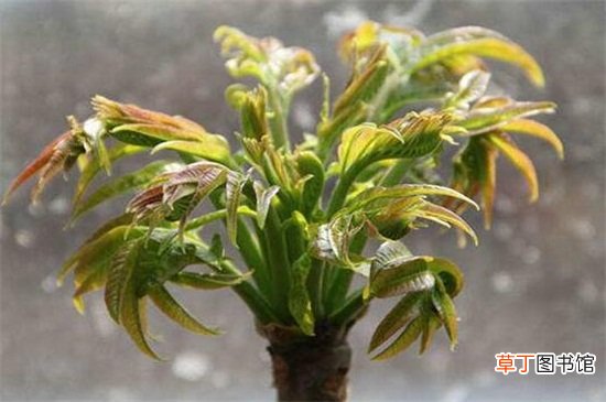 【养殖方法】香椿芽的养殖方法和注意事项，调控湿度并套袋隔光