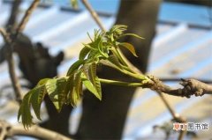 【养殖方法】香椿芽的养殖方法和注意事项，调控湿度并套袋隔光