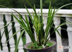 【花盆】兰花盆面草的介绍：苔藓、翠云草、天胡荽