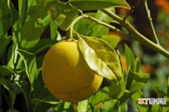 【季节】柠檬什么季节成熟，秋季9～11月份成熟