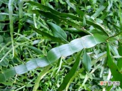 【浇水】竹节蓼的养殖方法：浇水应做到“干湿相间而偏干”