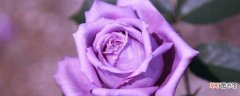 【品种】紫玫瑰品种