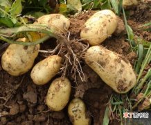 【用途】马铃薯淀粉的制造和用途：马铃薯淀粉的生产工艺及用途介绍