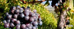 【种子】葡萄种子催芽方法