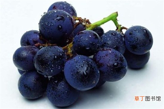 【种子】葡萄种子催芽方法