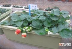 【养殖方法】草莓的养殖方法和注意事项：喜温凉气候,喜光