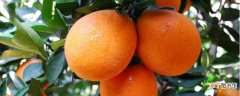 【季节】脐橙什么季节吃