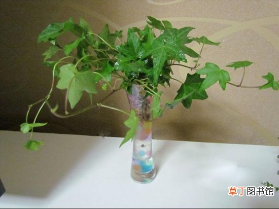 【常春藤】水培常春藤：需保留一定的根在空气中