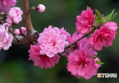 【花】碧桃介绍：是桃的变种，花大色艳