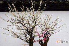【花盆】梅花盆景造型，斜干式最具观赏性