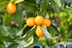 【叶子】柑橘树叶子发黄怎么办，硫酸铁溶液浇水并增加施肥