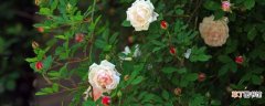 【扦插】蔷薇花扦插技术和时间
