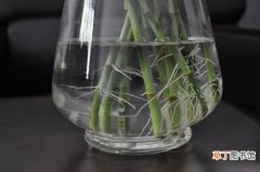 【水养】富贵竹怎么水养：平滑的斜切口有利于吸收水分和养分
