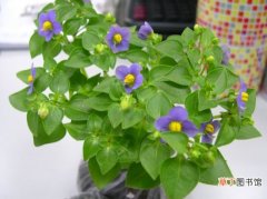 【花】紫罗兰为何宜秋种春花