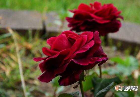 【种植】路易十四玫瑰怎么种植，四个步骤手把手教你种植