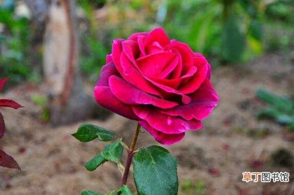 【种植】路易十四玫瑰怎么种植，四个步骤手把手教你种植