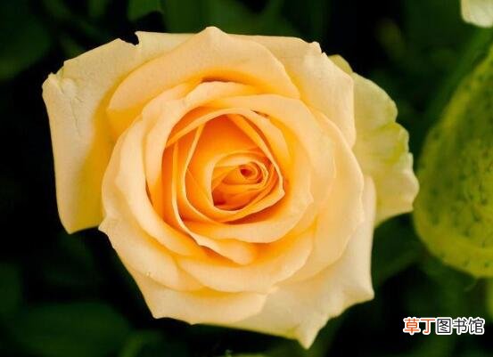【颜色】玫瑰应该送给什么人，盘点不同颜色的玫瑰分别送给谁