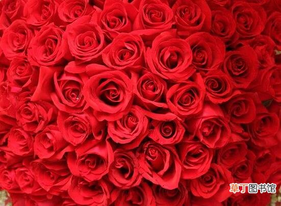 【颜色】玫瑰应该送给什么人，盘点不同颜色的玫瑰分别送给谁