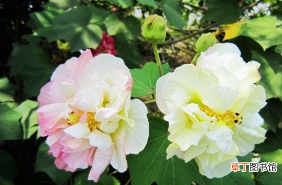 【花期】芙蓉花的花期：一般在8月-11月间