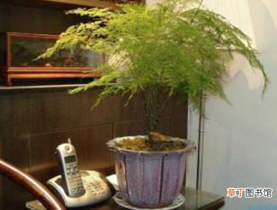 【茂盛】文竹可以用淘米水浇吗，可以/腐熟稀释后浇可让文竹更茂盛