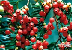 【养殖方法】红豆杉的养殖方法和注意事项：喜荫耐荫