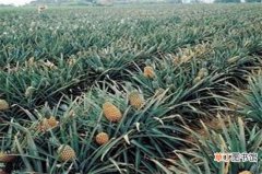【栽培】菠萝栽培技术，改善土壤播种生根养护