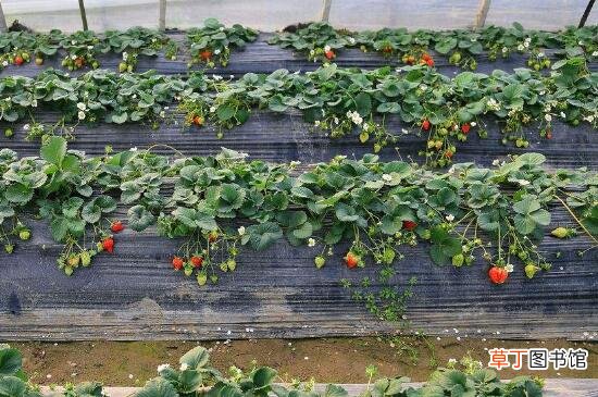 【成熟】草莓成熟的季节是几月