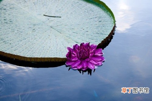 【花】王莲的资料:水生有花植物中的王者