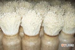 【种植】金针菇的种植技术：培养金针菇条件包括营养、水分、空气、温度、光