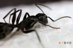 黑蚂蚁的功效与作用及食用方法