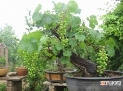 【种植】葡萄种植：快速繁殖葡萄