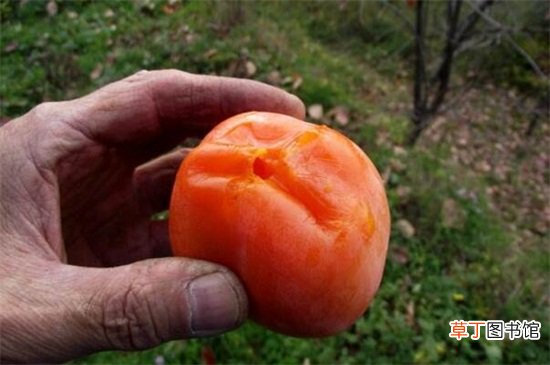 【柿子】吃柿子有什么好处，详解吃柿子的五大好处