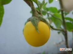 【多】金银茄种植：忌过多施用氮肥