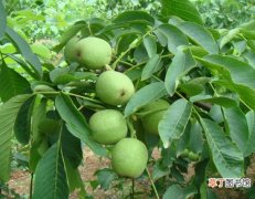 附图 【桃树】核桃树的管理：核桃树的四种情况下的管理要点介绍