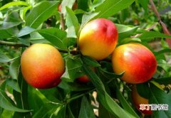 【价格】油桃的价格：平均价为8.73 元/斤