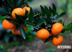橘子有什么药用功效