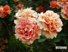 【花期】蔷薇花期：花期可达半年