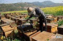 【花卉大全】详细了解2018养蜂新政策，5个要点加强扶植养蜂行业